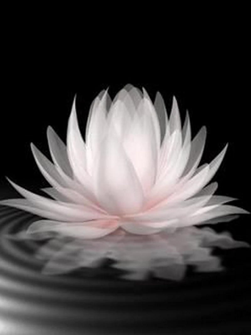 hình ảnh hoa sen đen 27