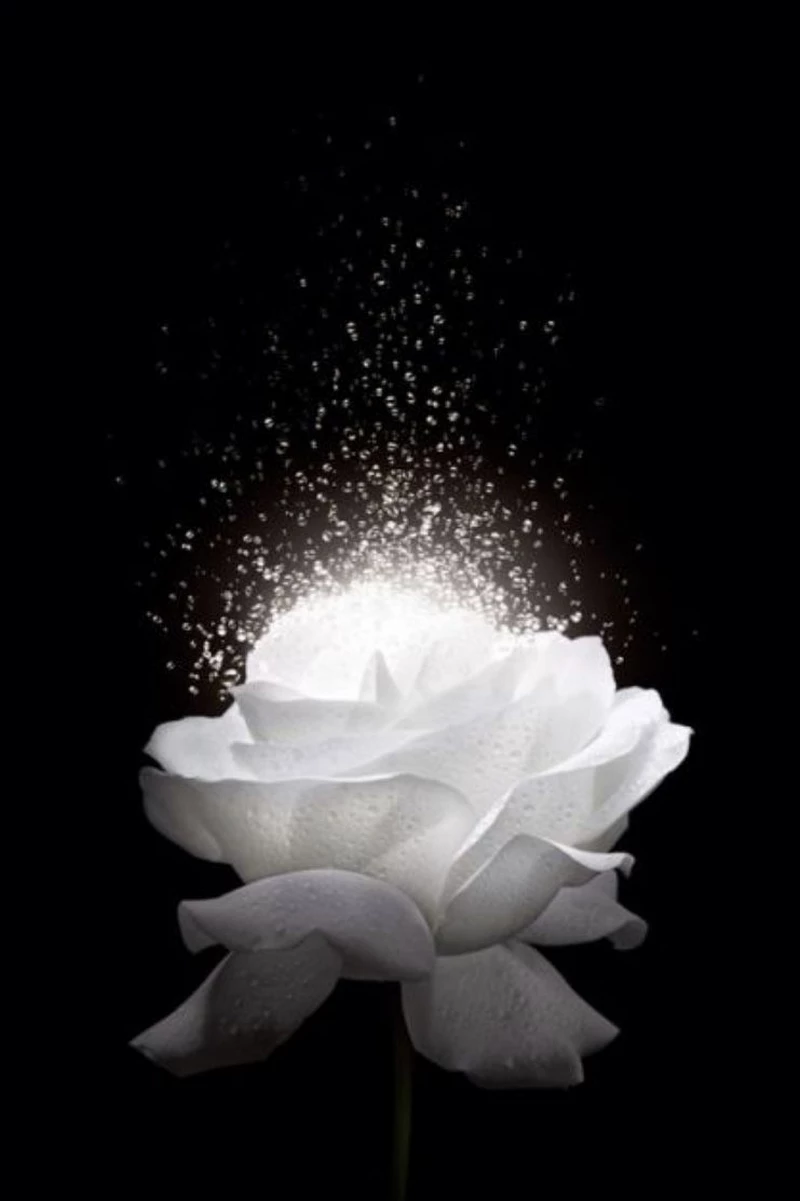 hình ảnh hoa sen đen 8