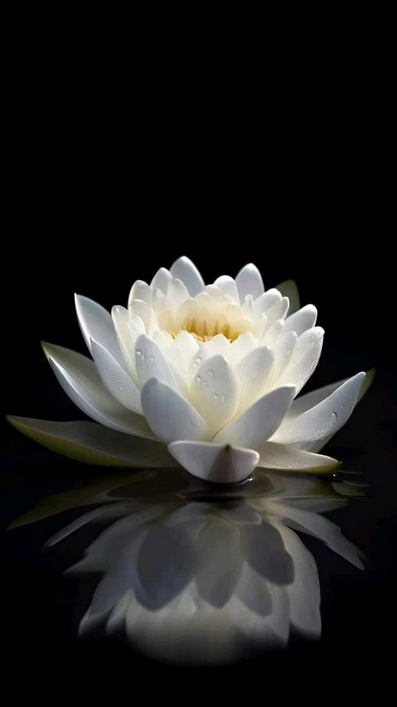 hình ảnh hoa sen đen 9