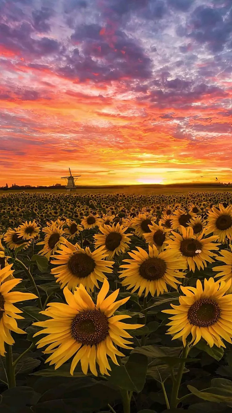 hình ảnh hoàng hôn 24