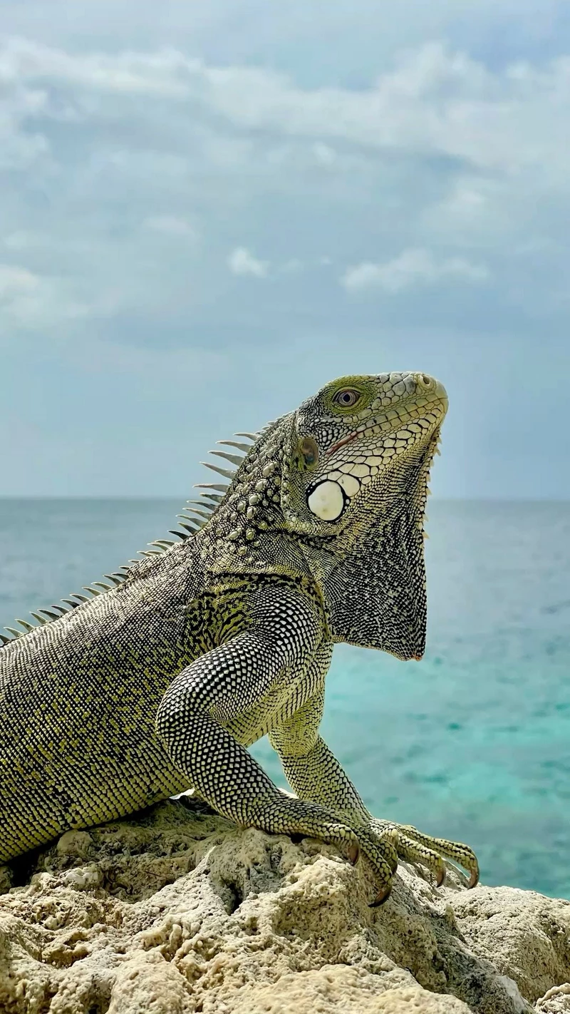 ảnh kỳ nhông 10