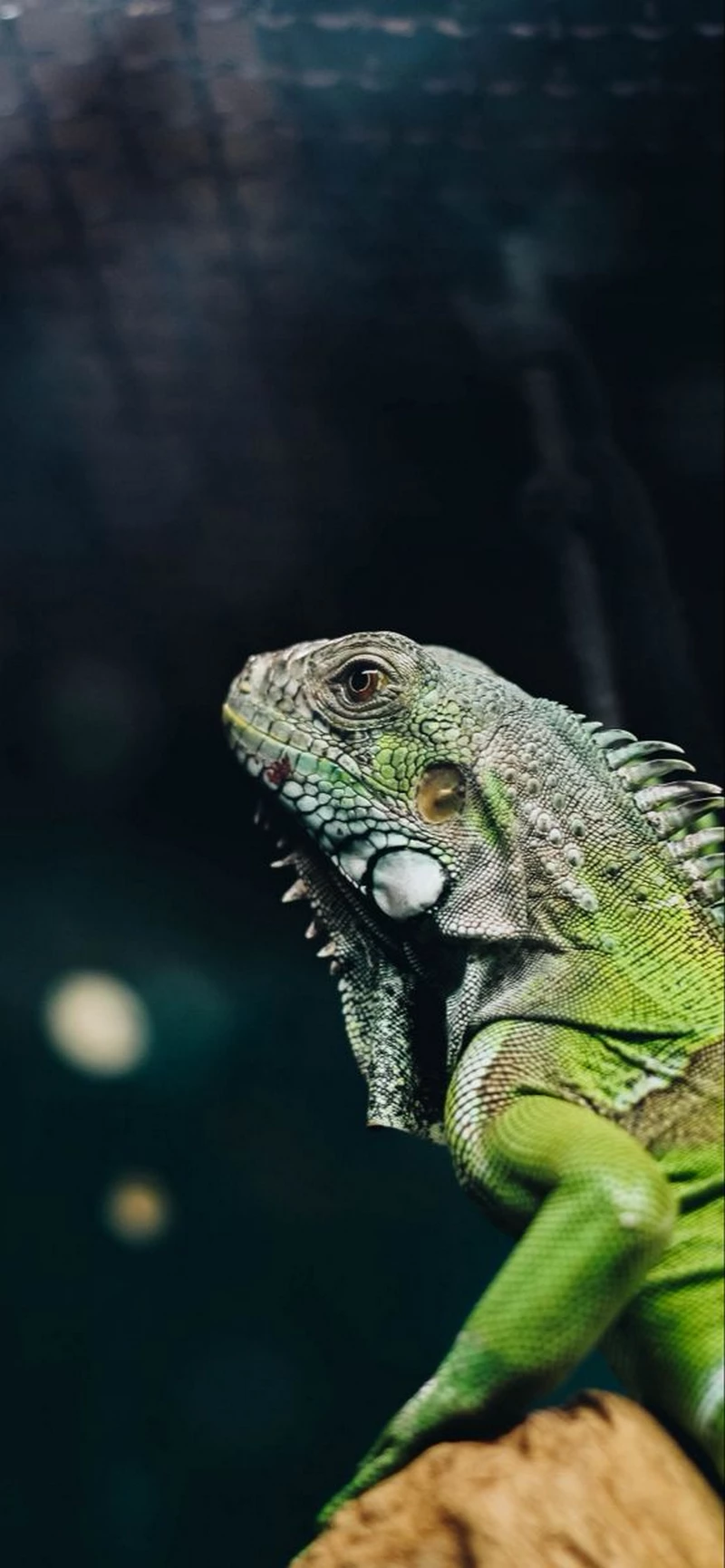 ảnh kỳ nhông 21