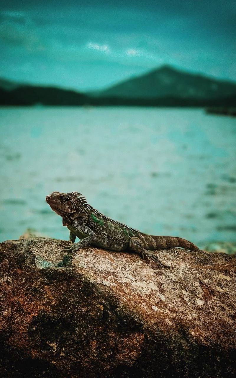 ảnh kỳ nhông 29