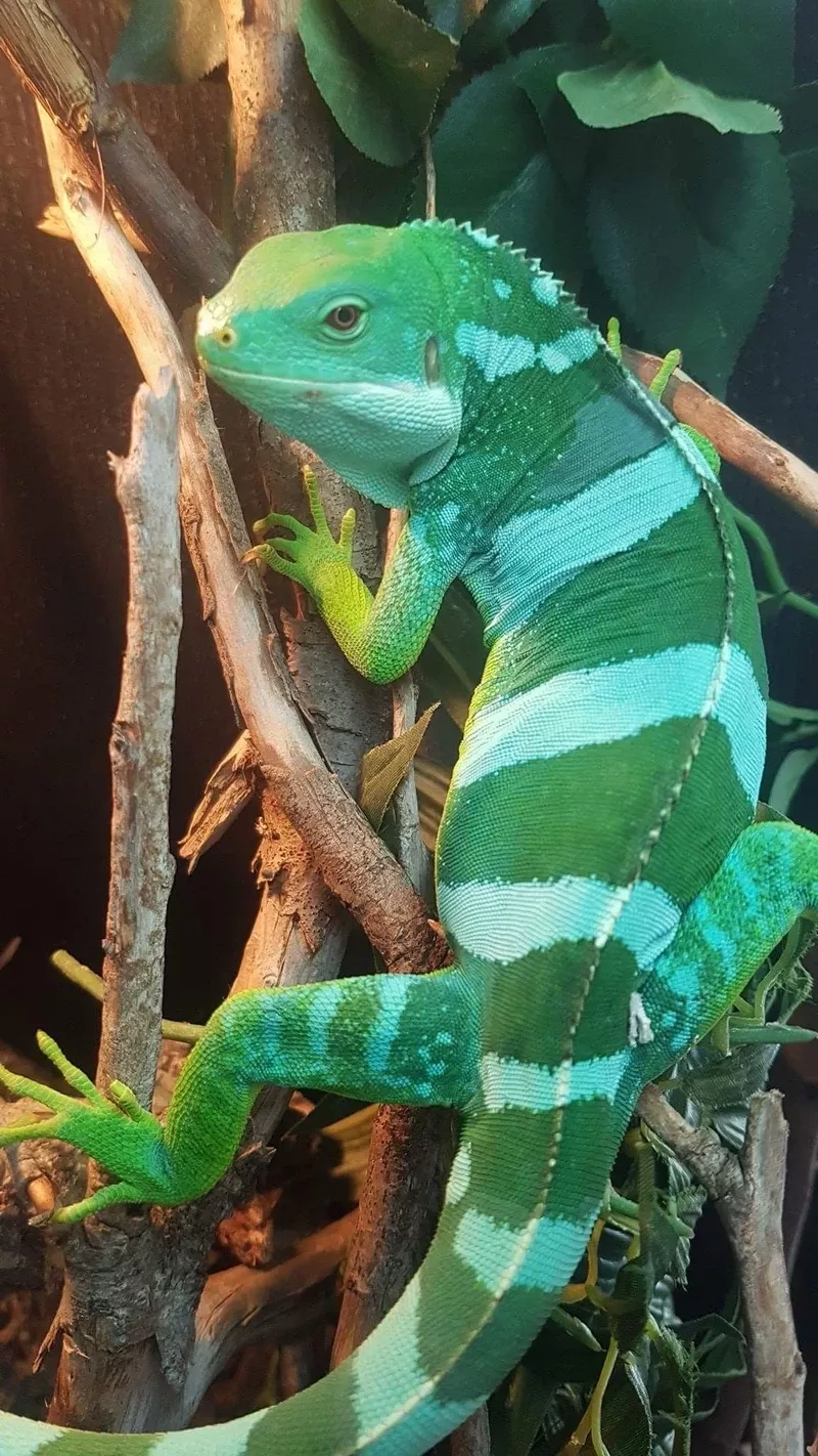 ảnh kỳ nhông 30