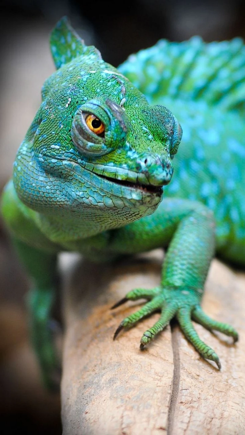 ảnh kỳ nhông 47