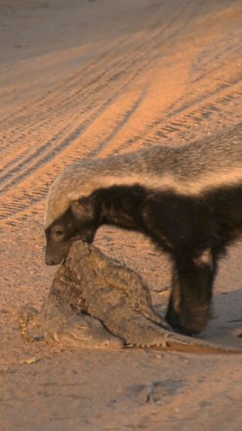 ảnh lửng mật 13