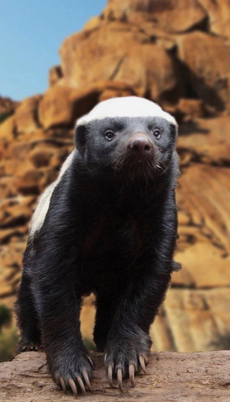 ảnh lửng mật 20