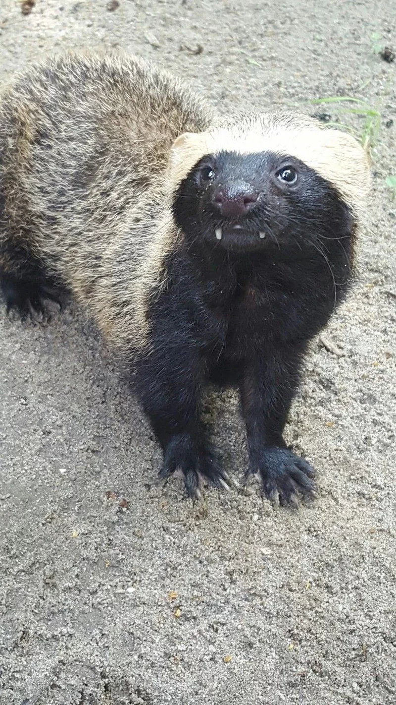 ảnh lửng mật 23