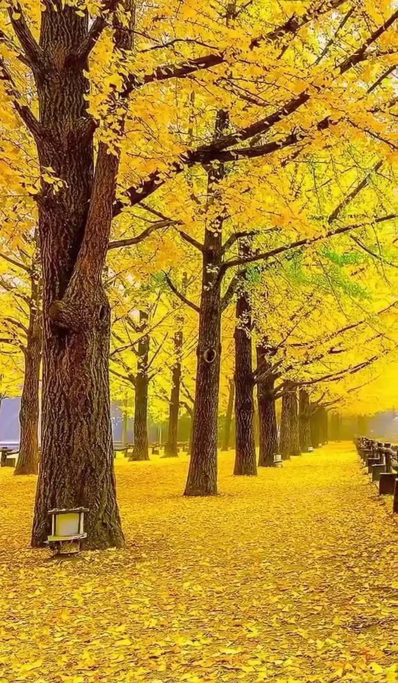 hình ảnh mùa thu 40