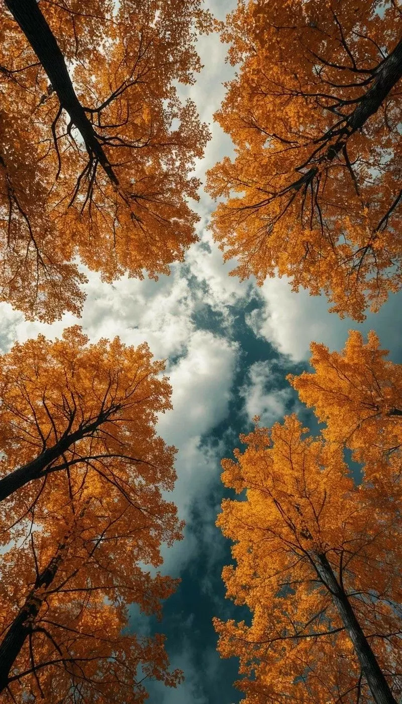 hình ảnh mùa thu 46