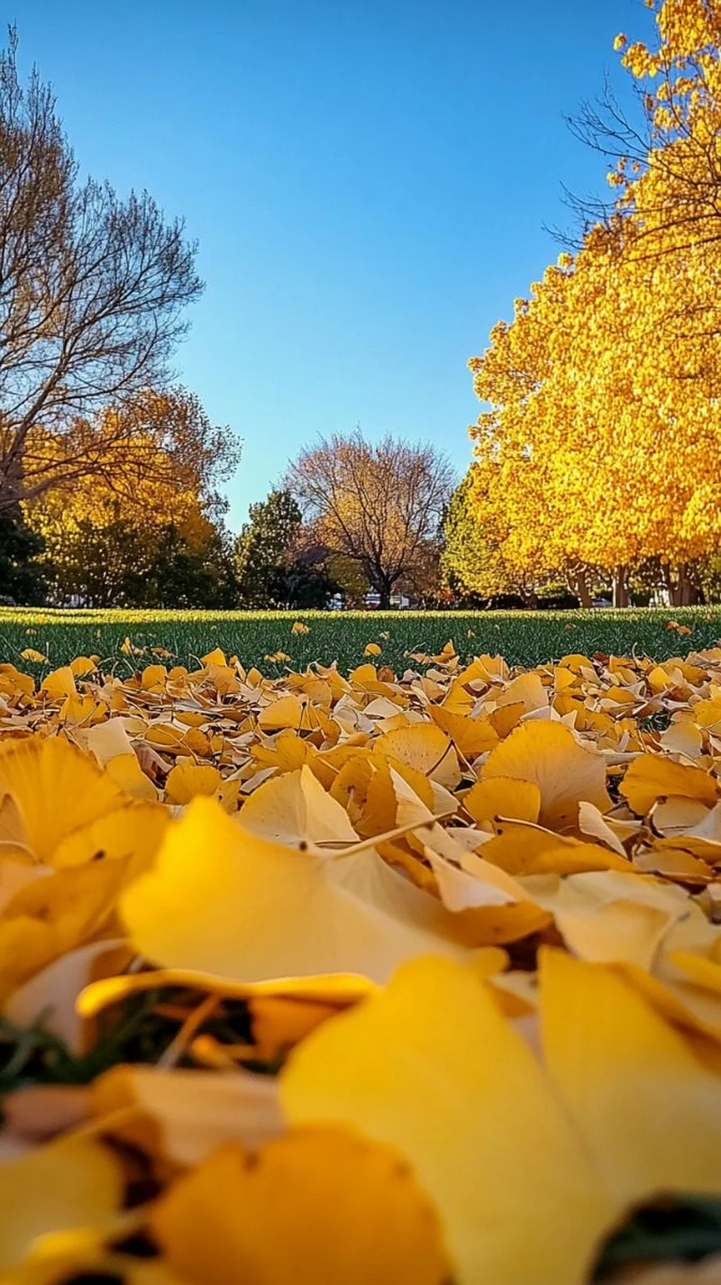 hình ảnh mùa thu 8