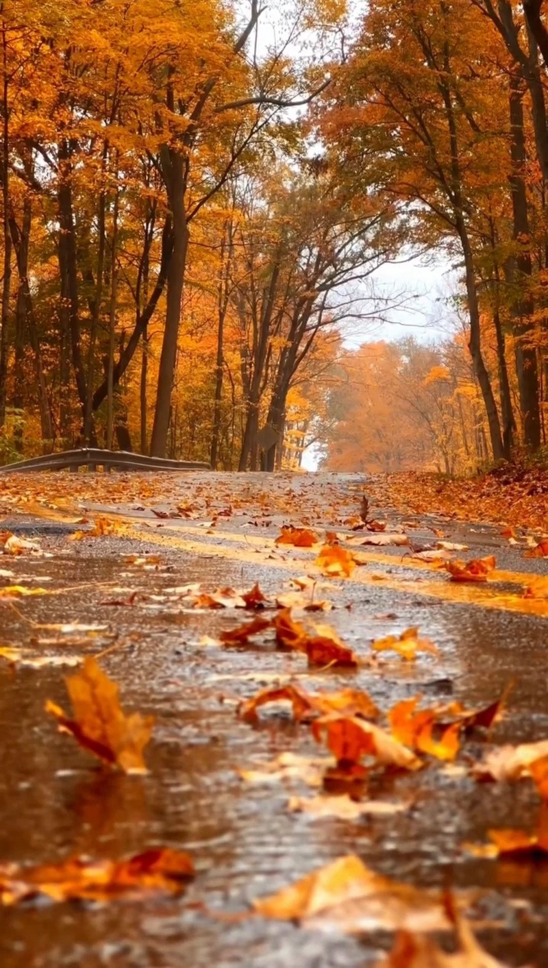 hình ảnh mùa thu 9