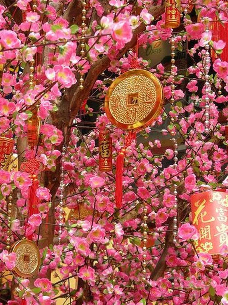 ảnh hoa đào ngày tết 10