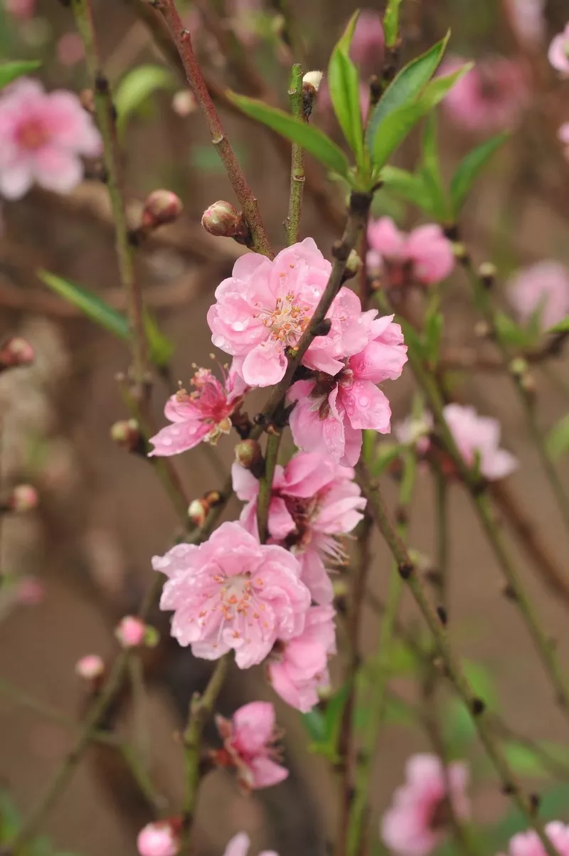 ảnh hoa đào ngày tết 11