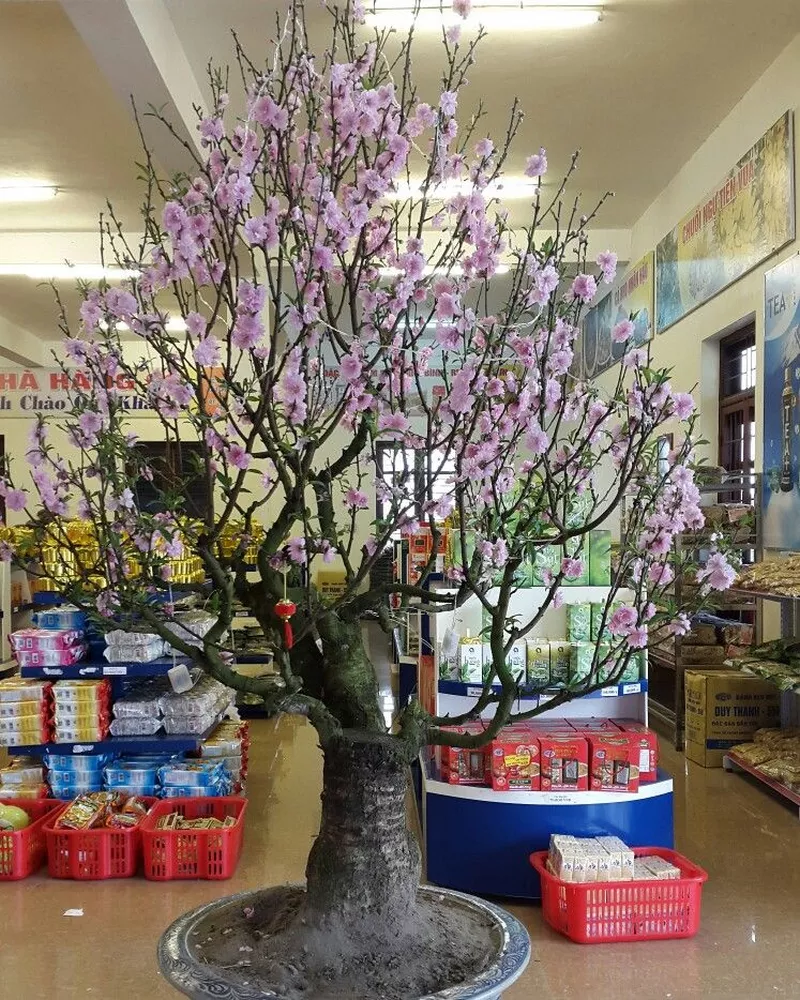 ảnh hoa đào ngày tết 12