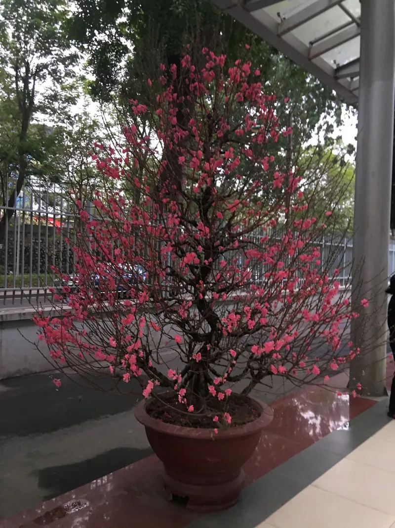 ảnh hoa đào ngày tết 14