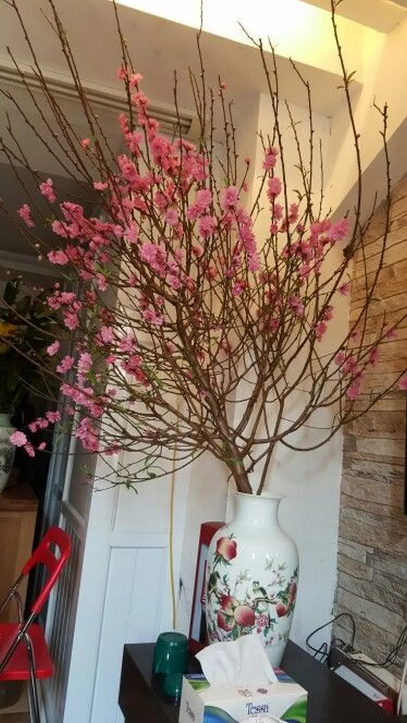 ảnh hoa đào ngày tết 15
