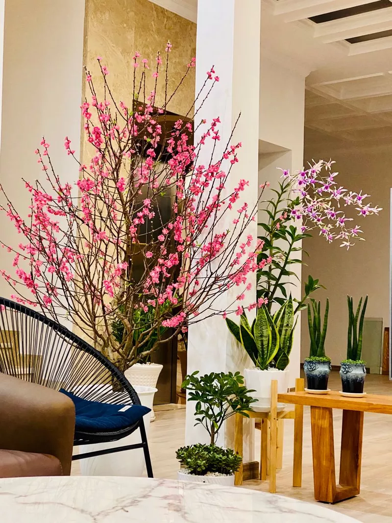 ảnh hoa đào ngày tết 17