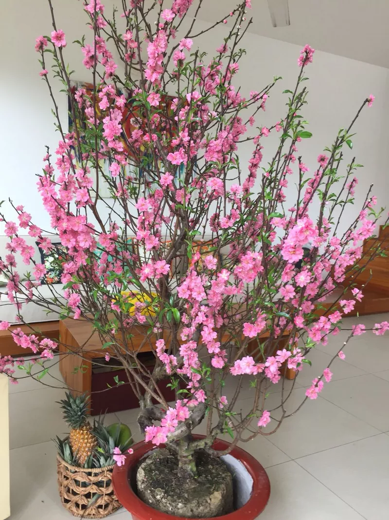 ảnh hoa đào ngày tết 18