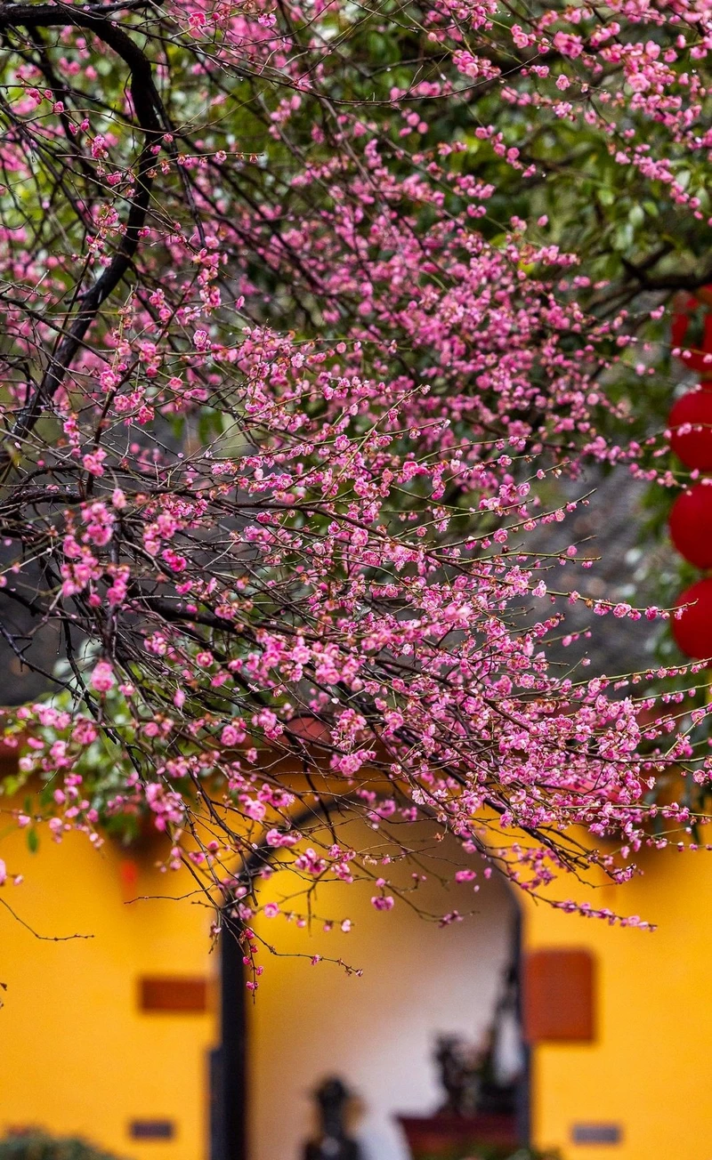 ảnh hoa đào ngày tết 19