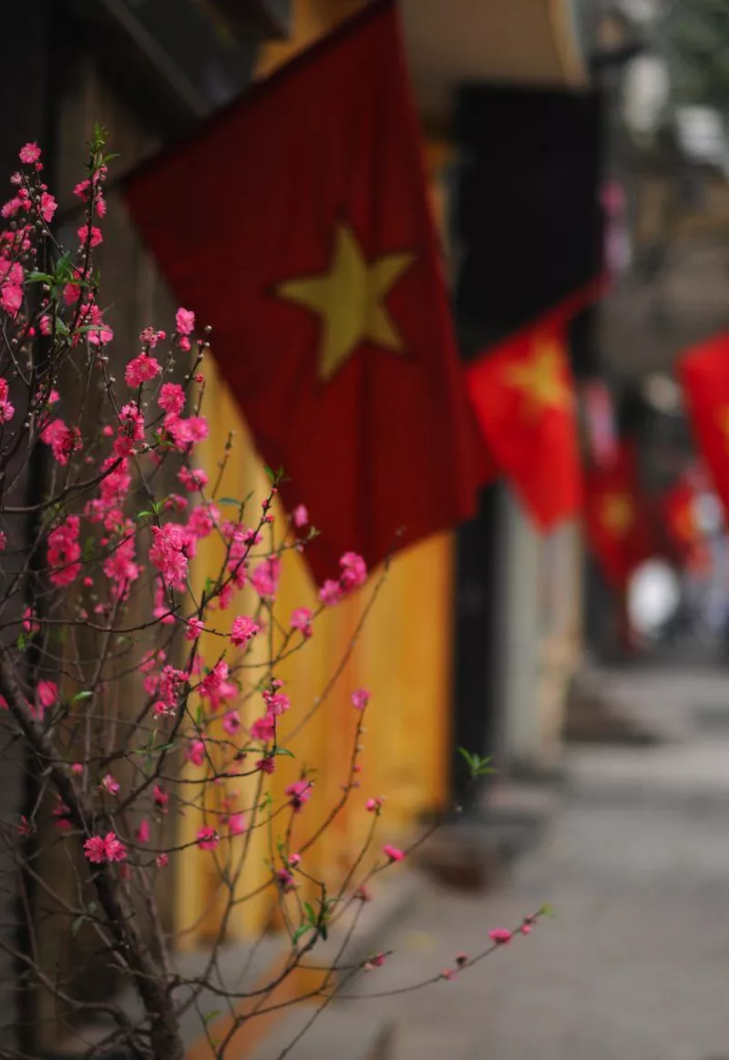 ảnh hoa đào ngày tết 22