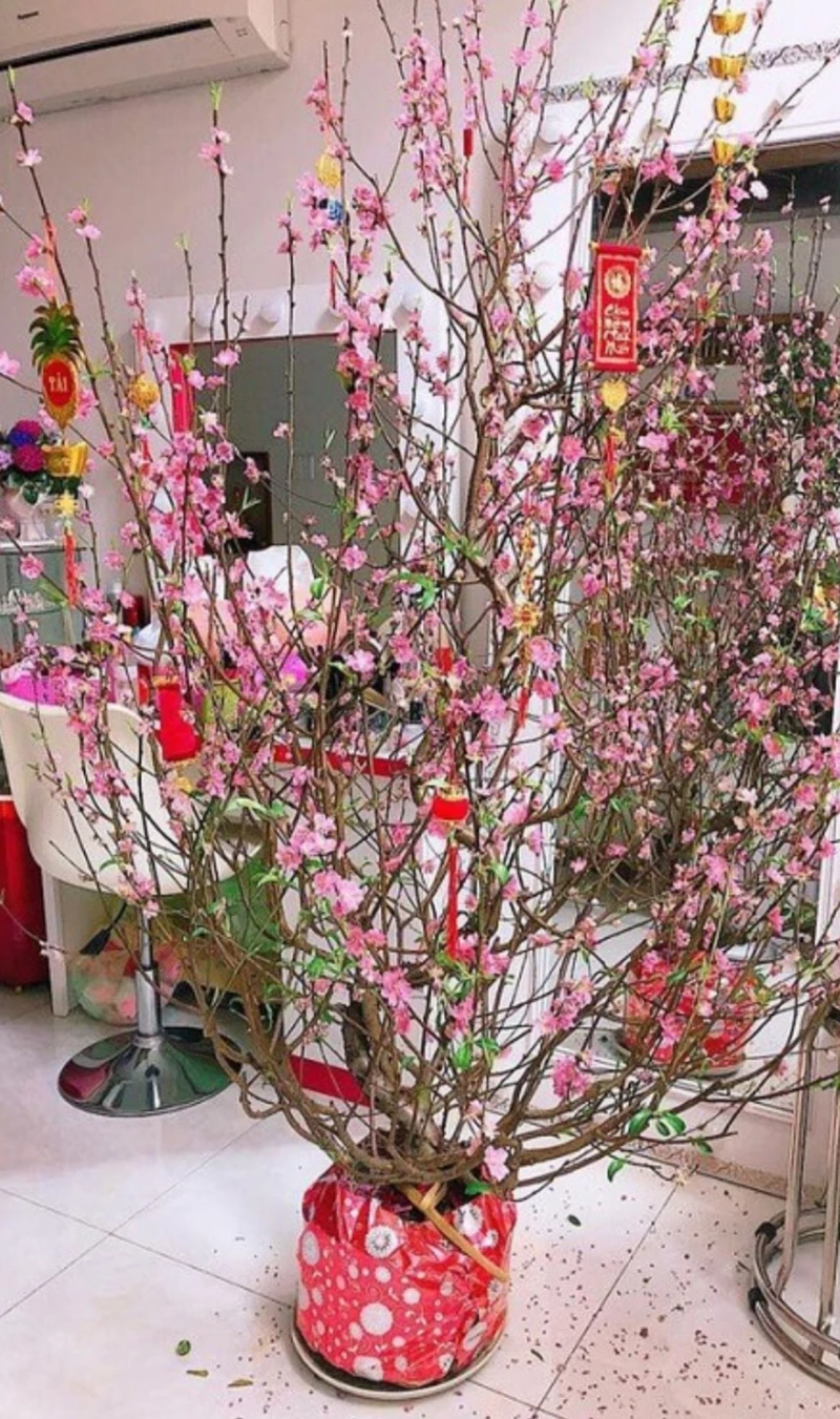 ảnh hoa đào ngày tết 23