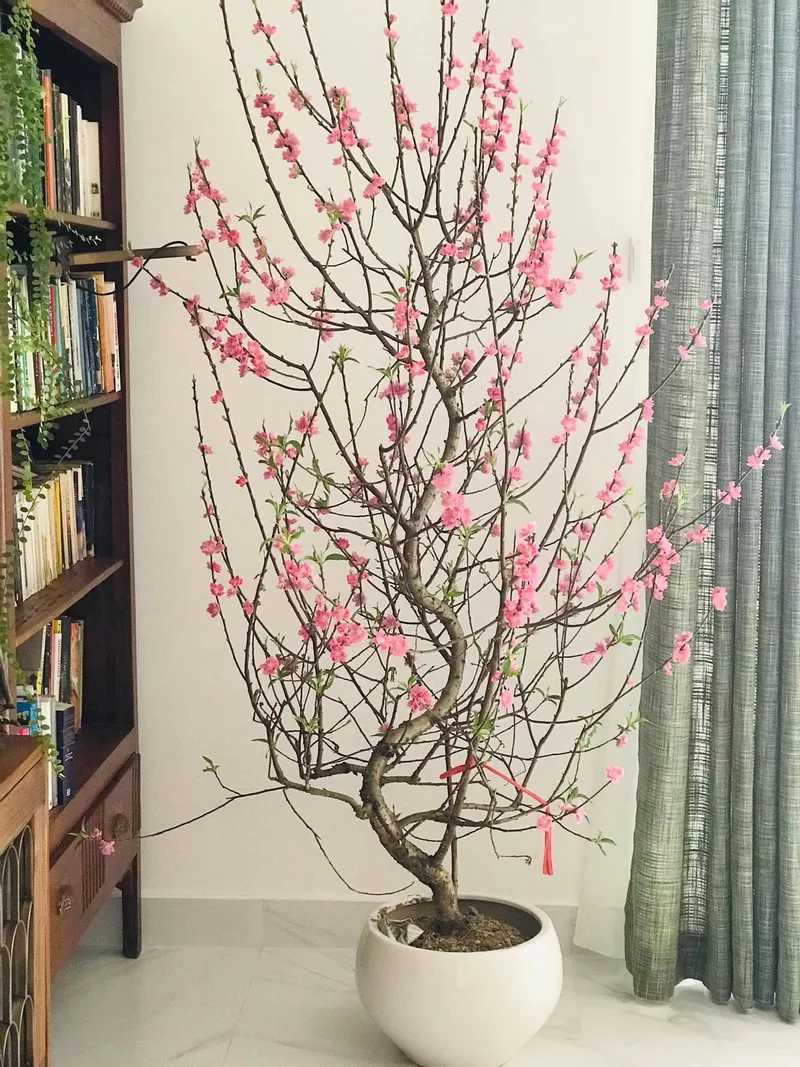 ảnh hoa đào ngày tết 26