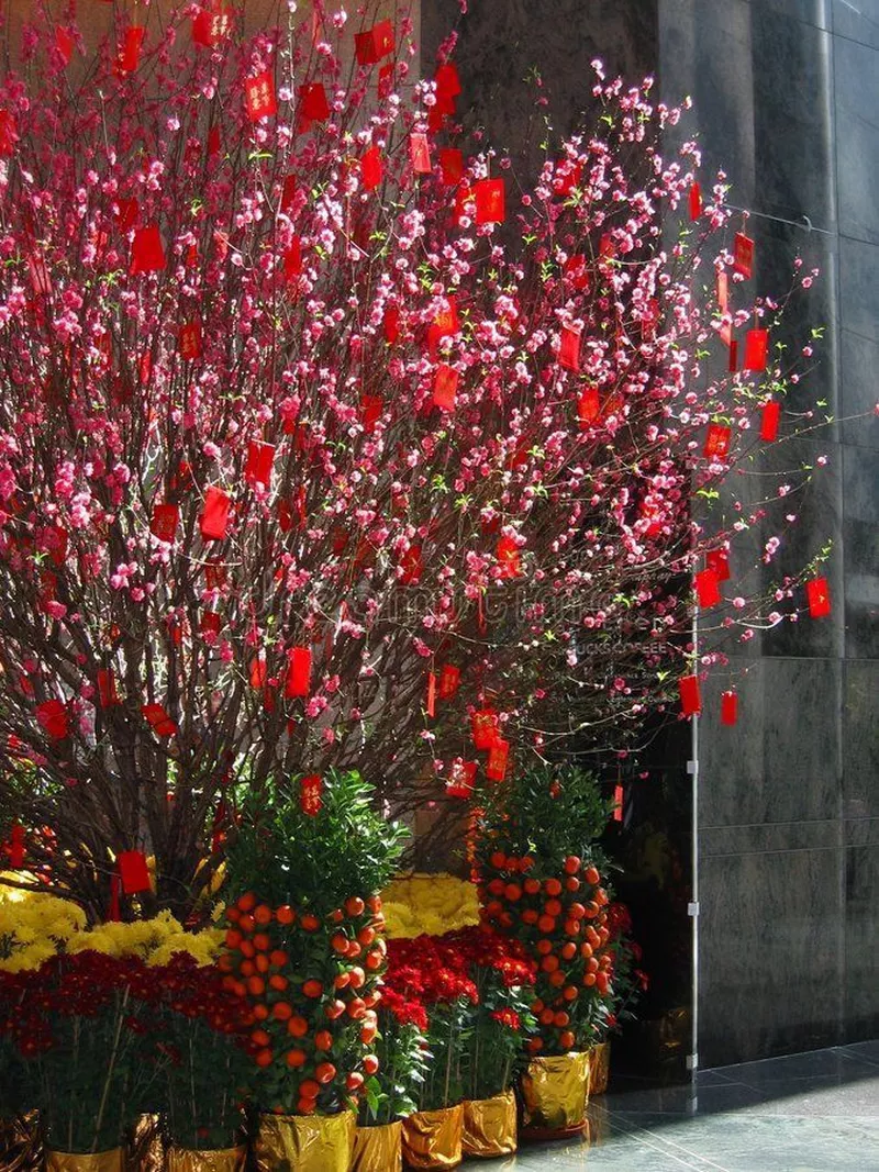 ảnh hoa đào ngày tết 27