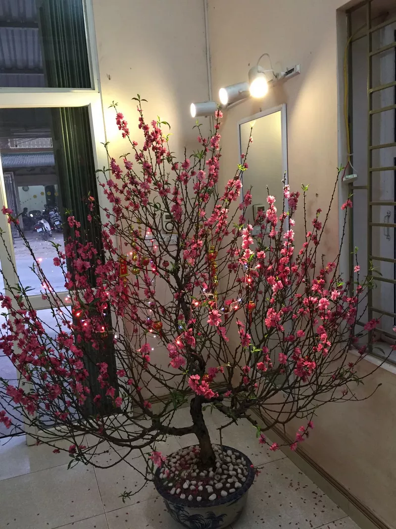 ảnh hoa đào ngày tết 28