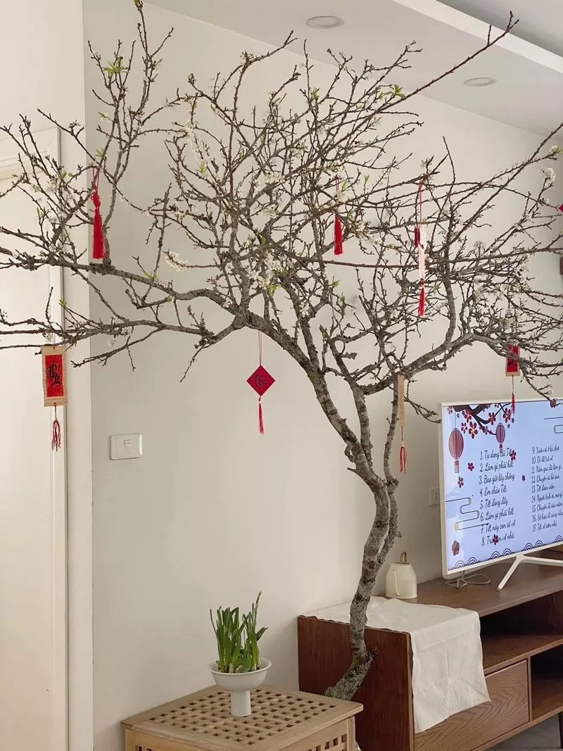 ảnh hoa đào ngày tết 29