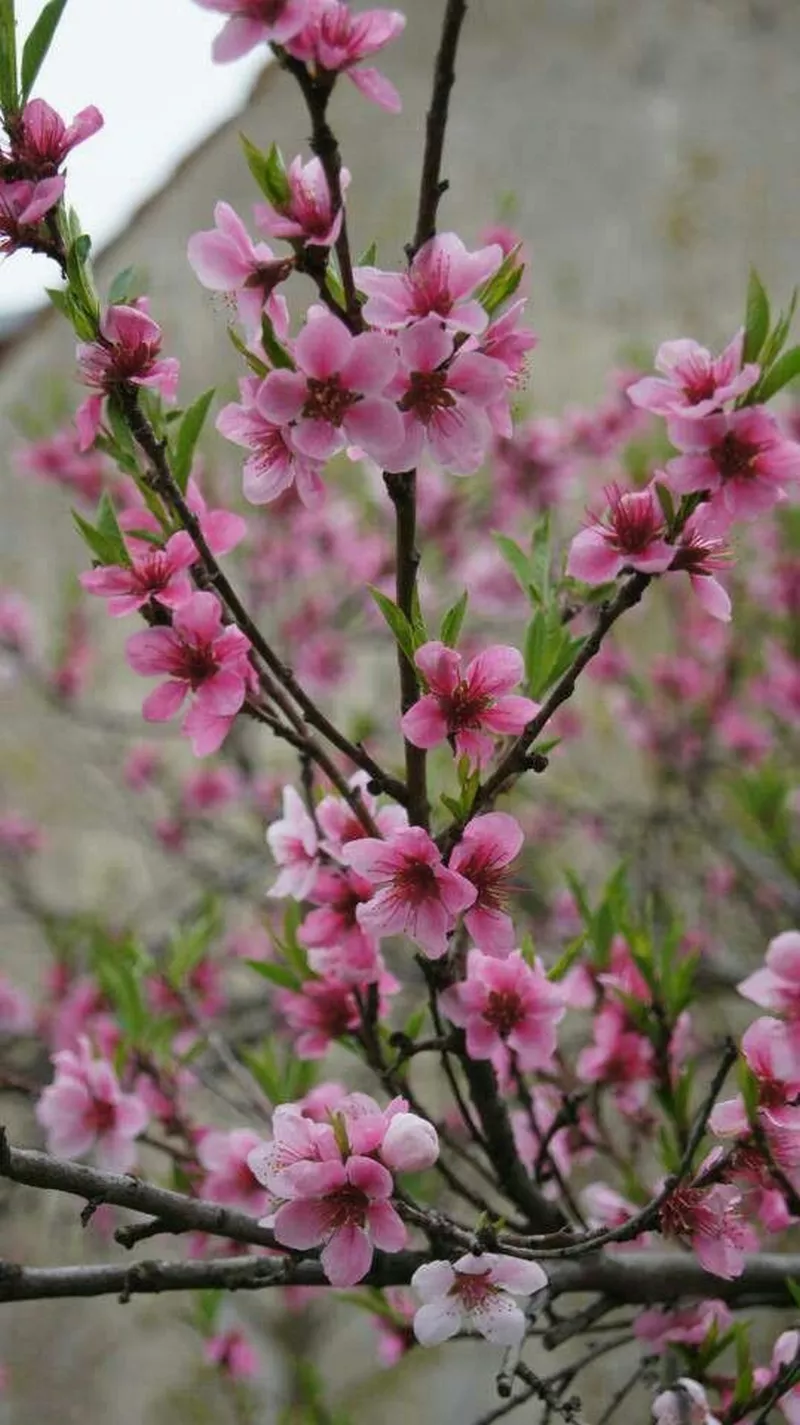 ảnh hoa đào ngày tết 30