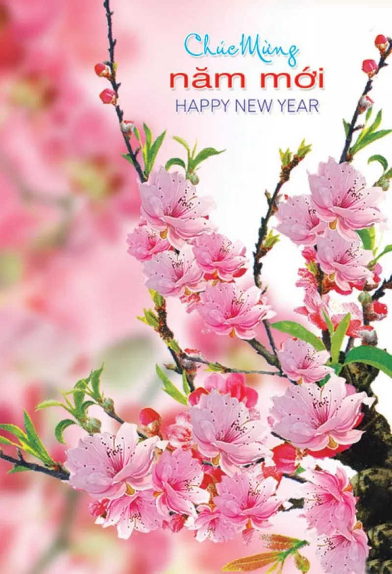 ảnh hoa đào ngày tết 31