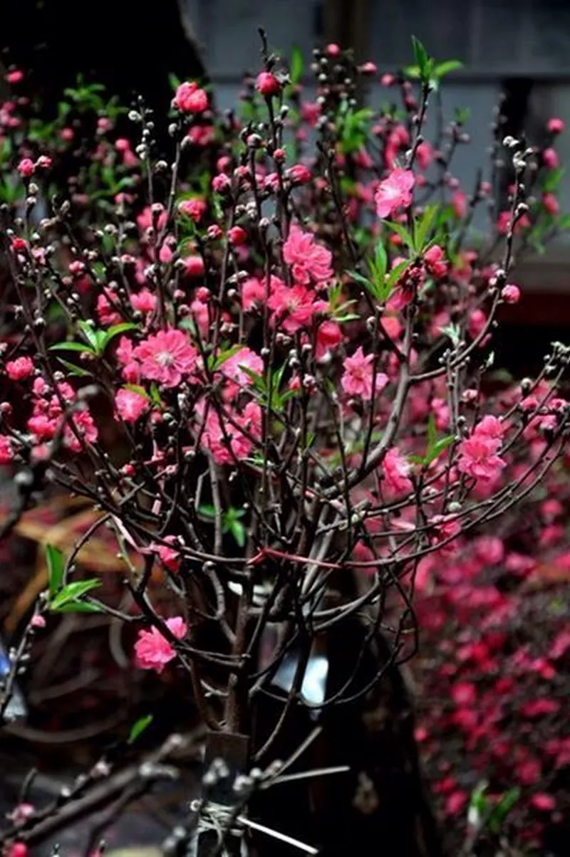 ảnh hoa đào ngày tết 34