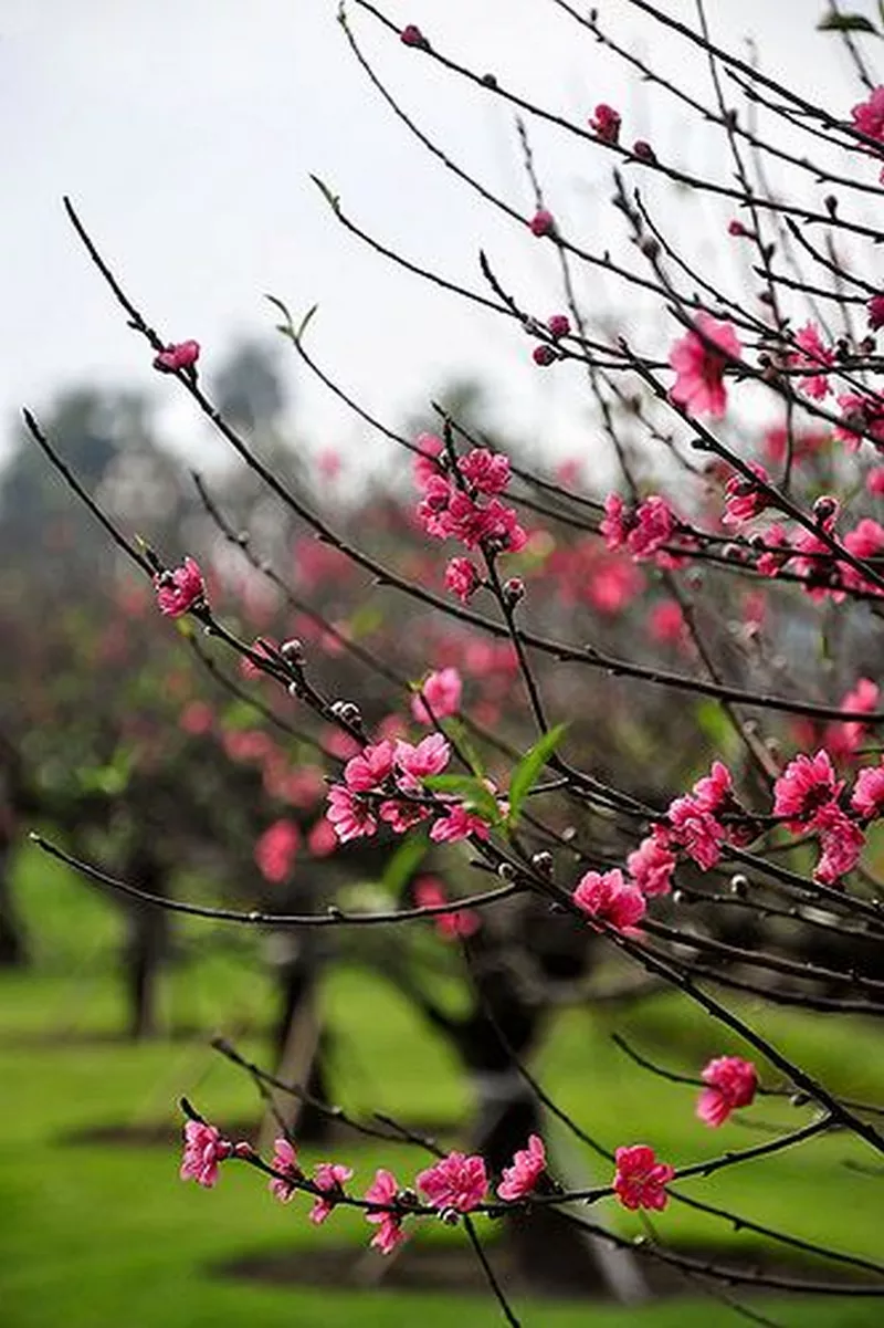 ảnh hoa đào ngày tết 35