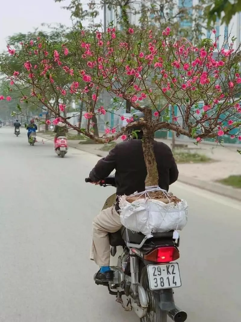 ảnh hoa đào ngày tết 36