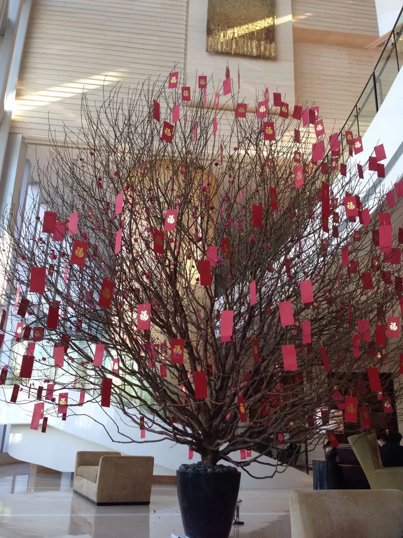 ảnh hoa đào ngày tết 37