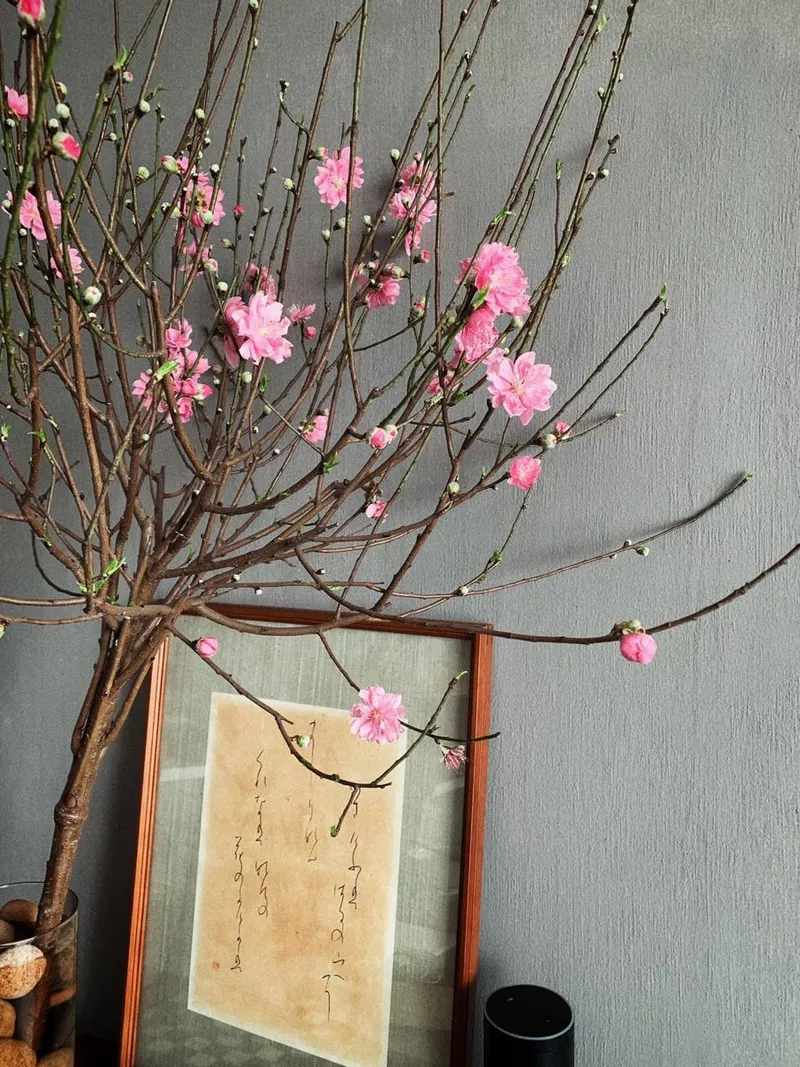 ảnh hoa đào ngày tết 38