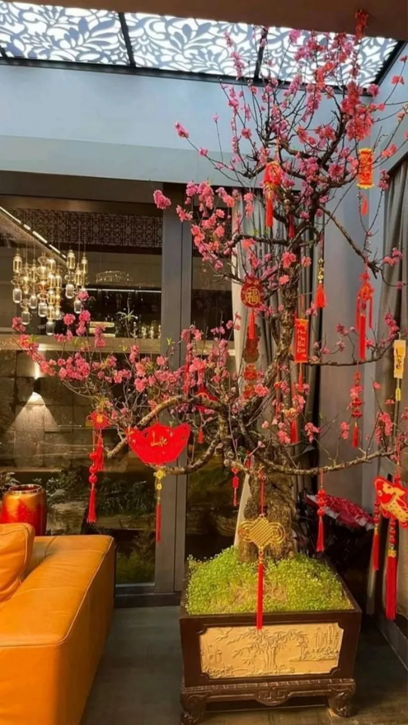 ảnh hoa đào ngày tết 39