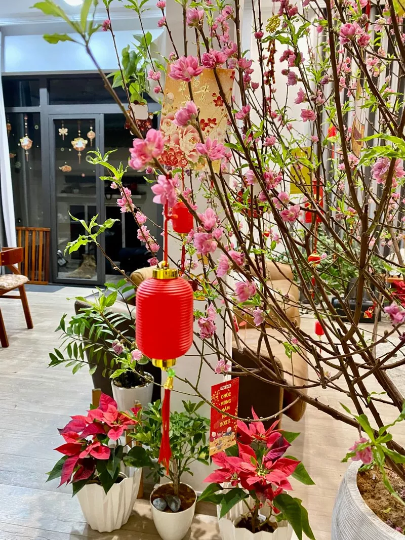 ảnh hoa đào ngày tết 4