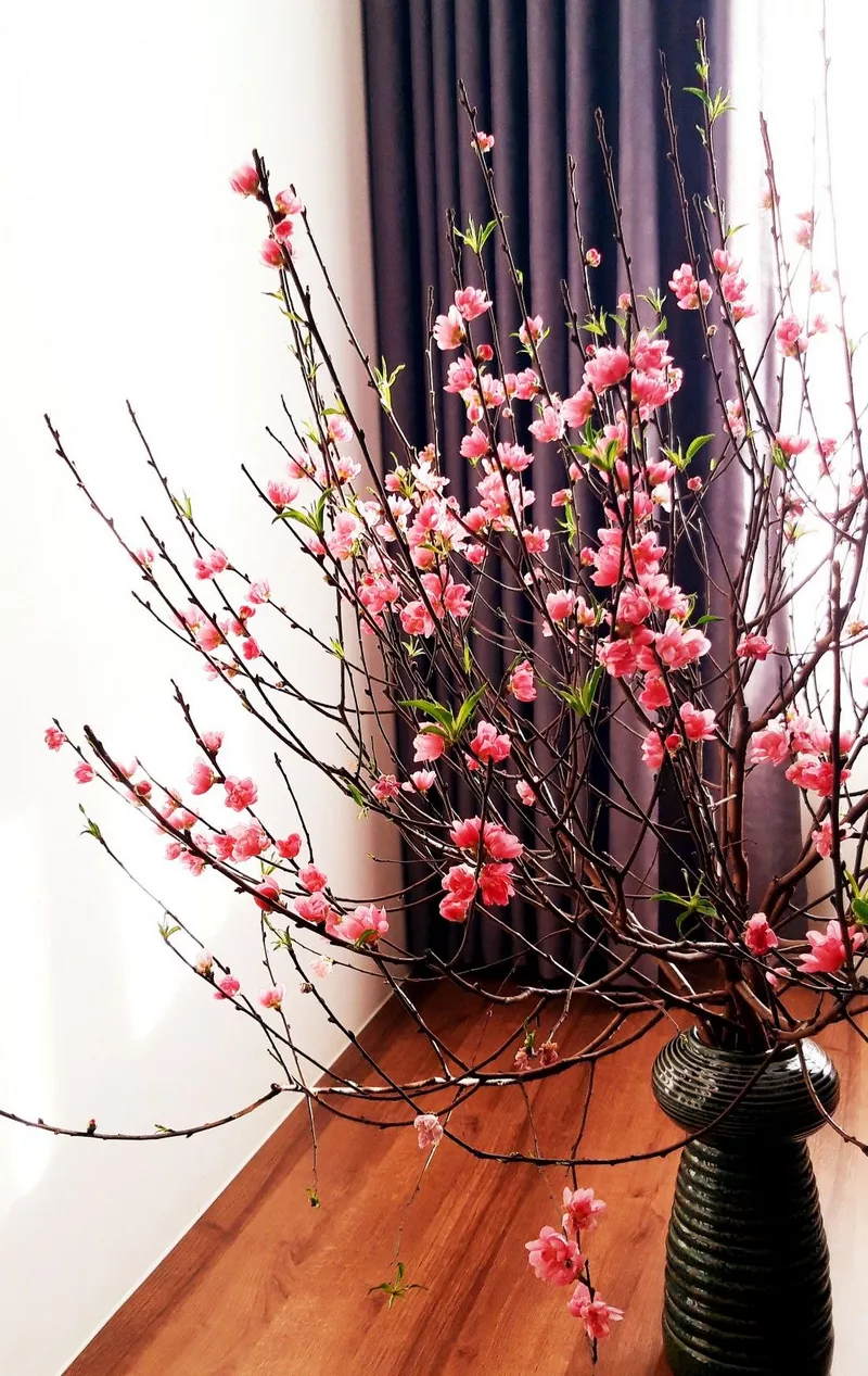 ảnh hoa đào ngày tết 40