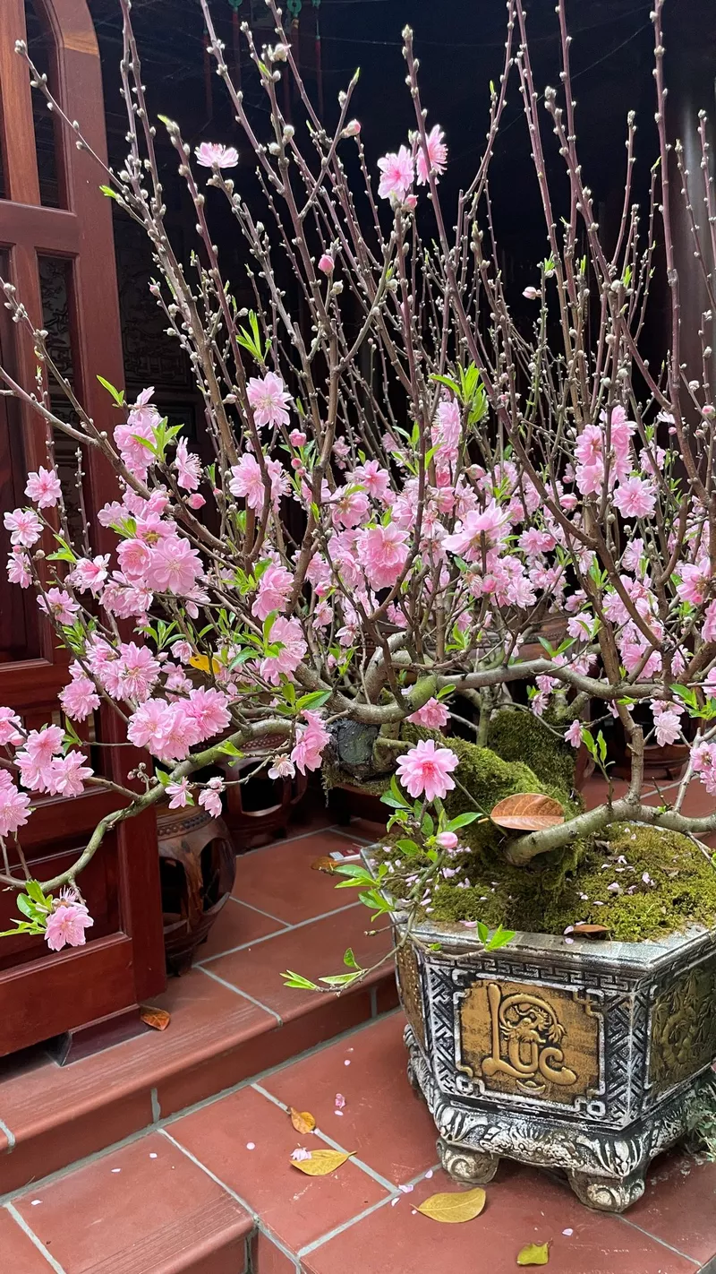 ảnh hoa đào ngày tết 41