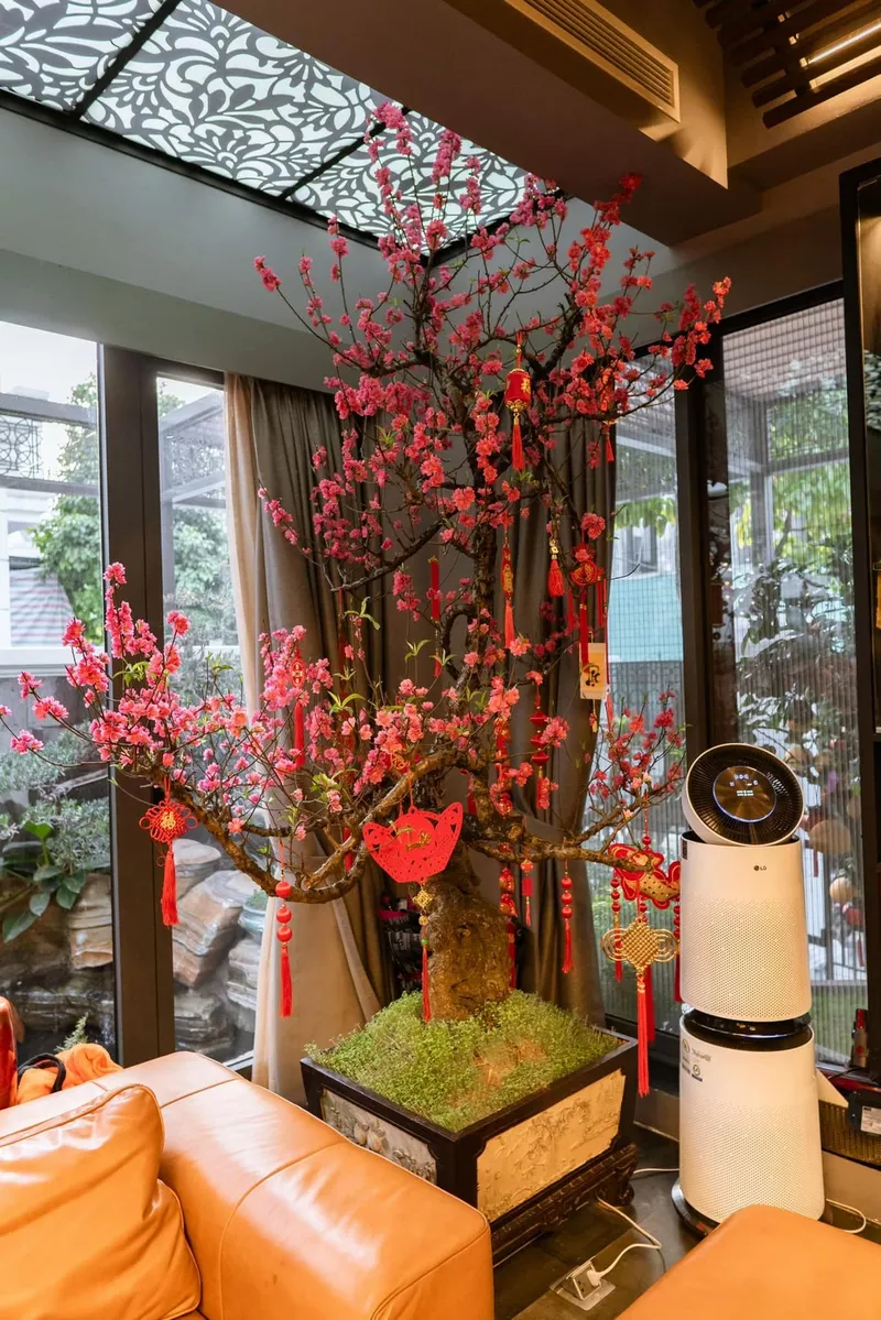 ảnh hoa đào ngày tết 42