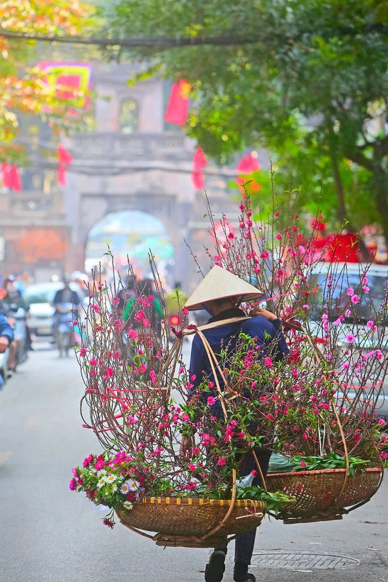 ảnh hoa đào ngày tết 43