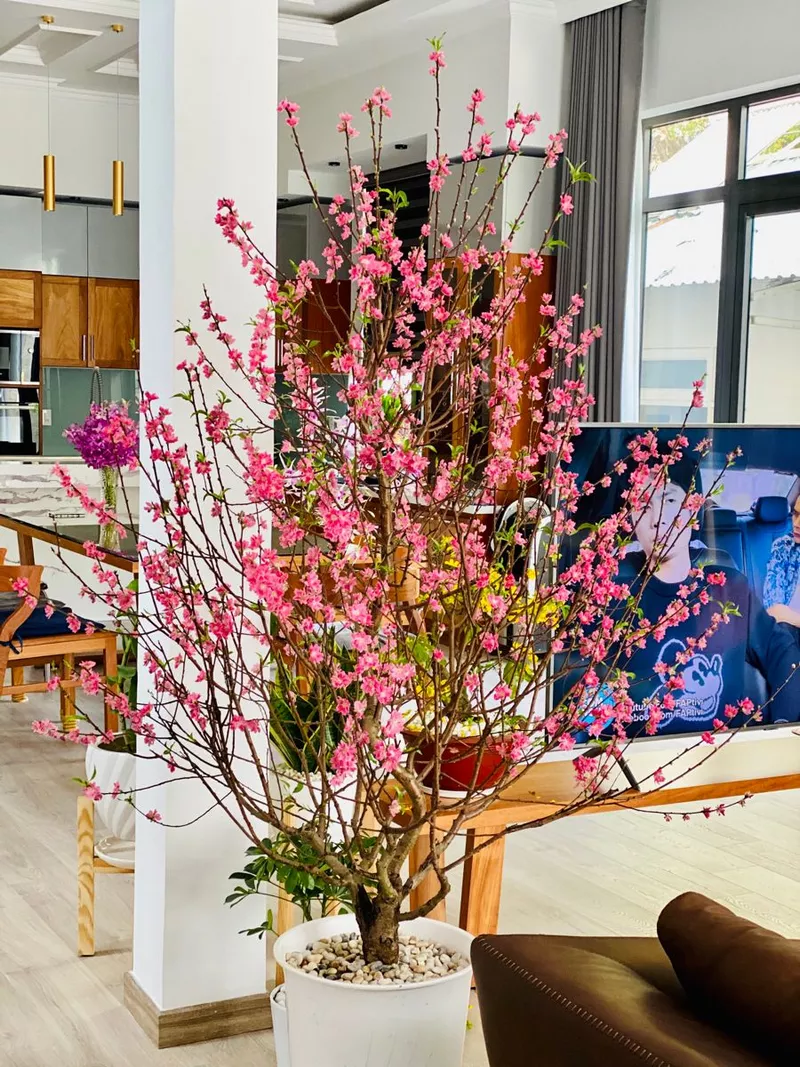 ảnh hoa đào ngày tết 44