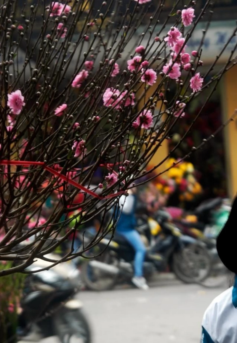 ảnh hoa đào ngày tết 45