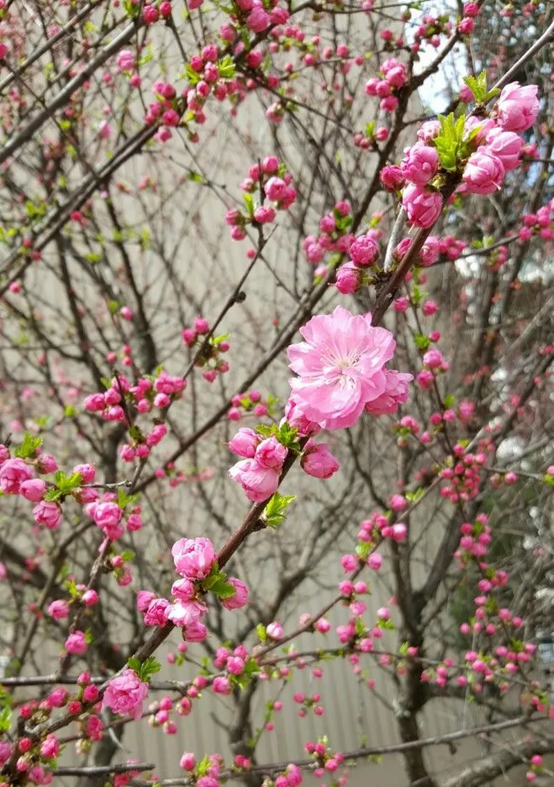 ảnh hoa đào ngày tết 46