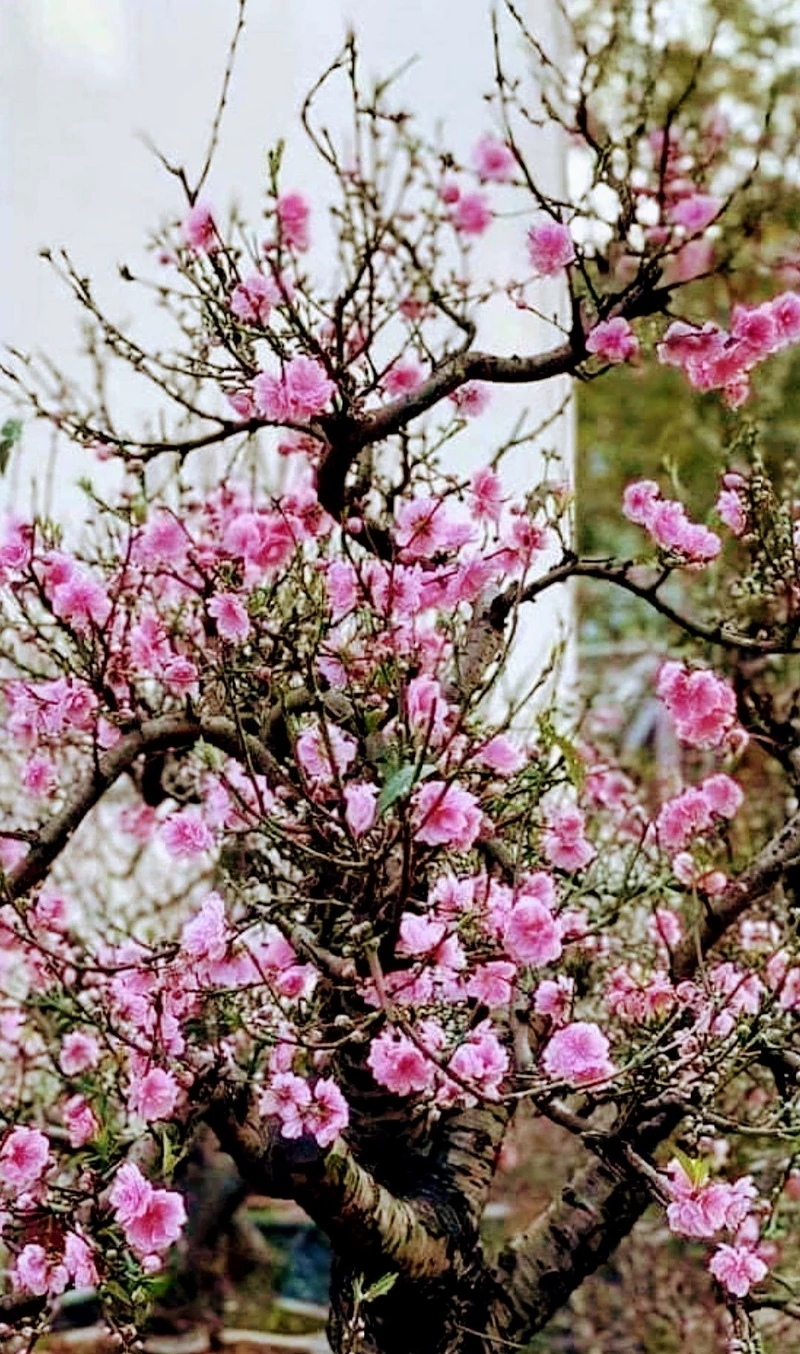 ảnh hoa đào ngày tết 47