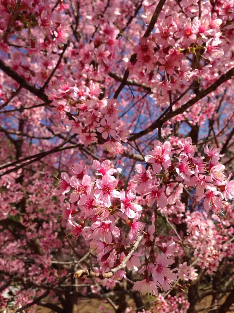 ảnh hoa đào ngày tết 5