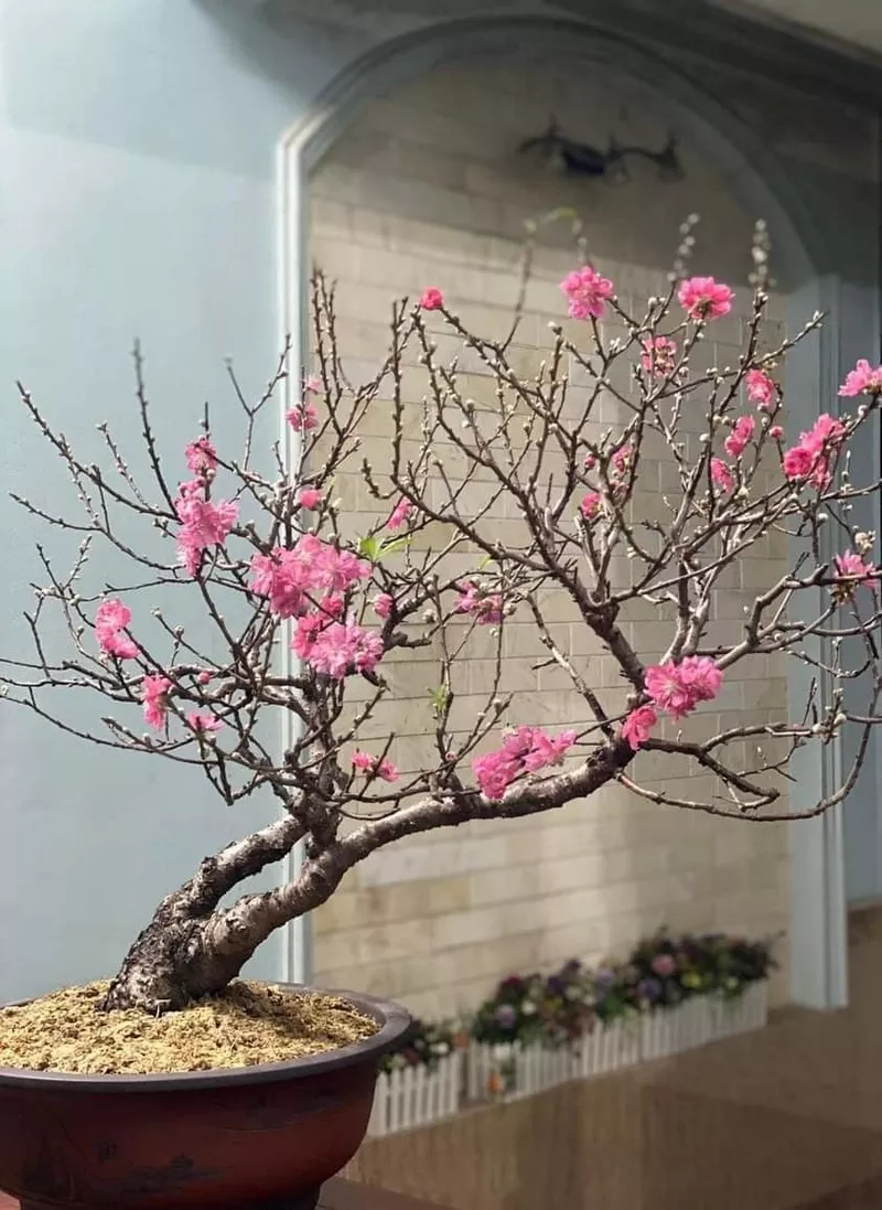 ảnh hoa đào ngày tết 6