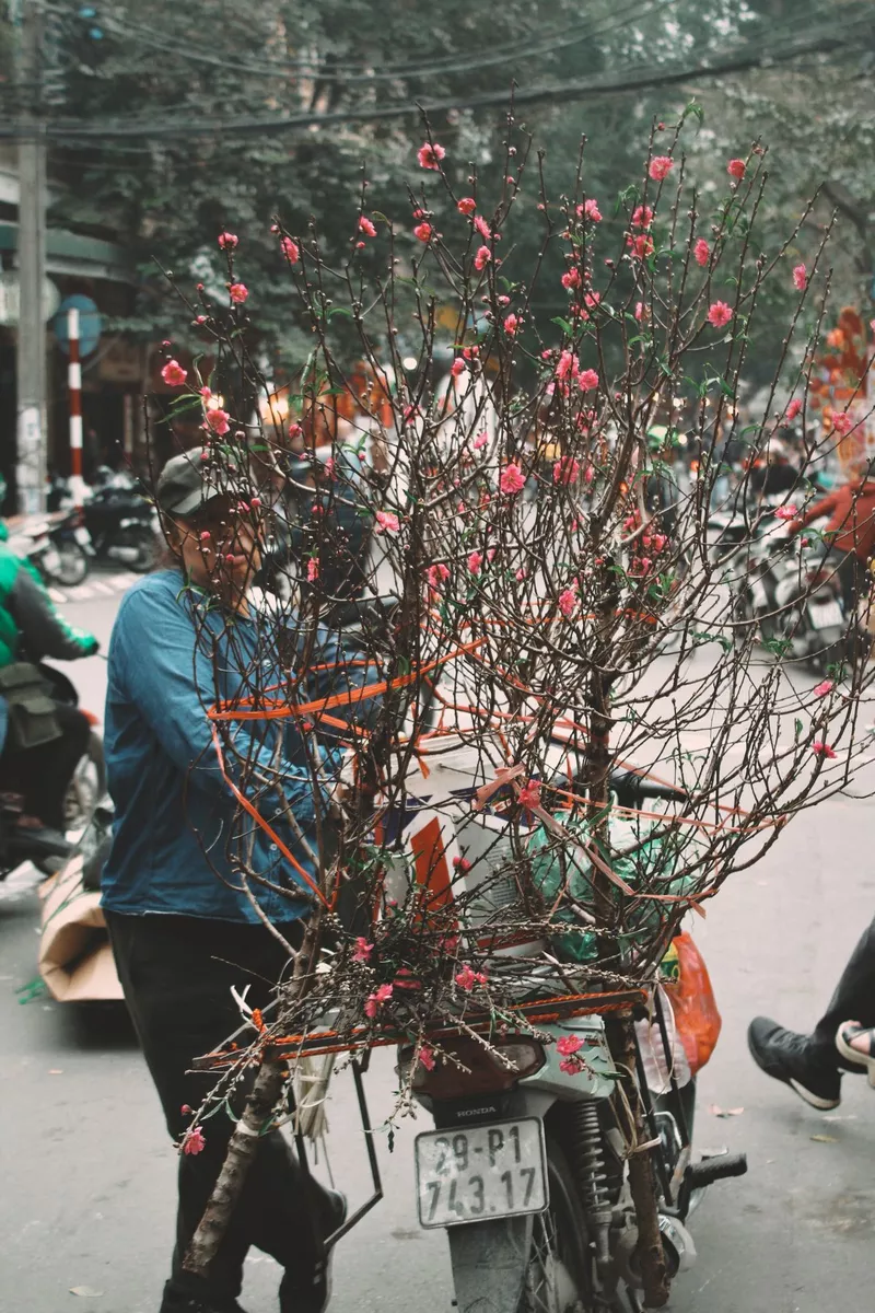 ảnh hoa đào ngày tết 7